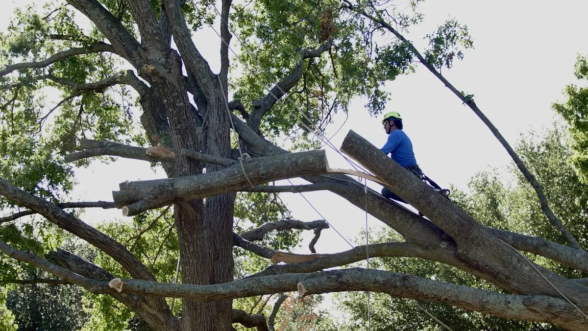 Professional Crown Thinning performed by certified arborists in Mountain Home Afb